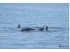 Bottlenose Dolphin- Pod 14