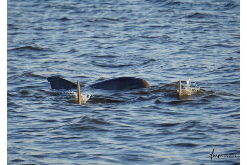 Bottlenose Dolphin- Pod 15