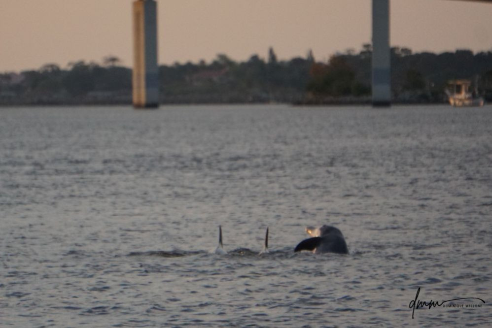 Bottlenose Dolphin- Pod 16