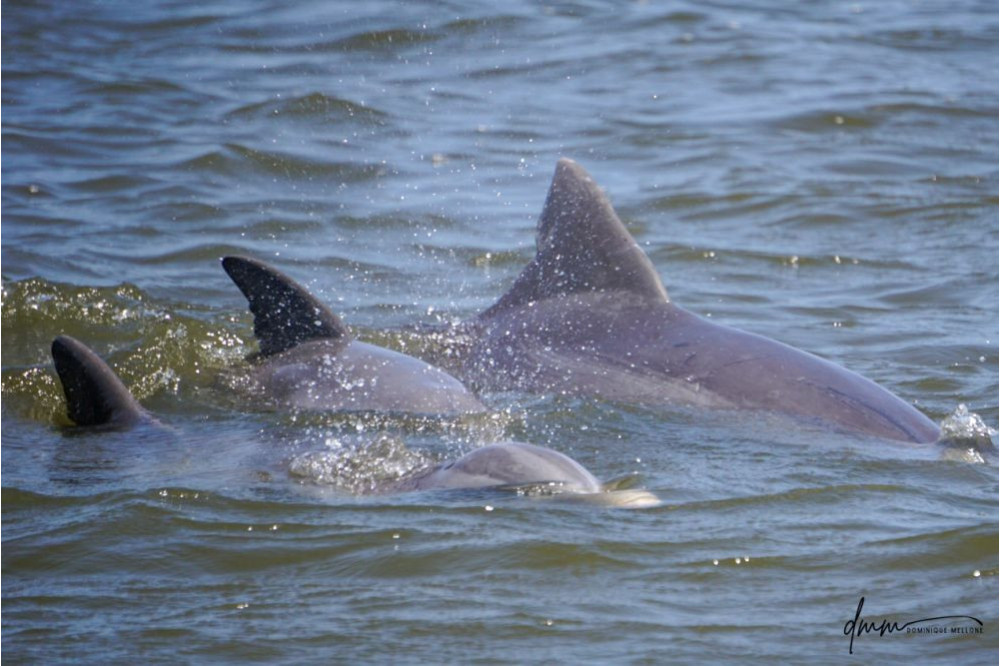 Bottlenose Dolphin- Pod 2