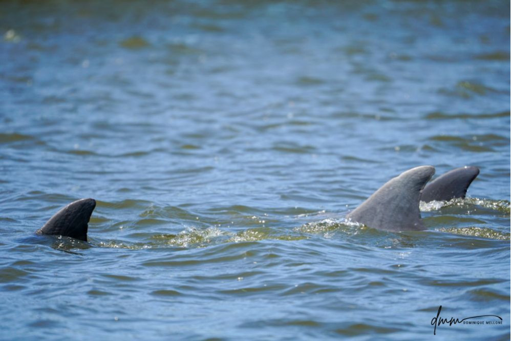 Bottlenose Dolphin- Pod 3
