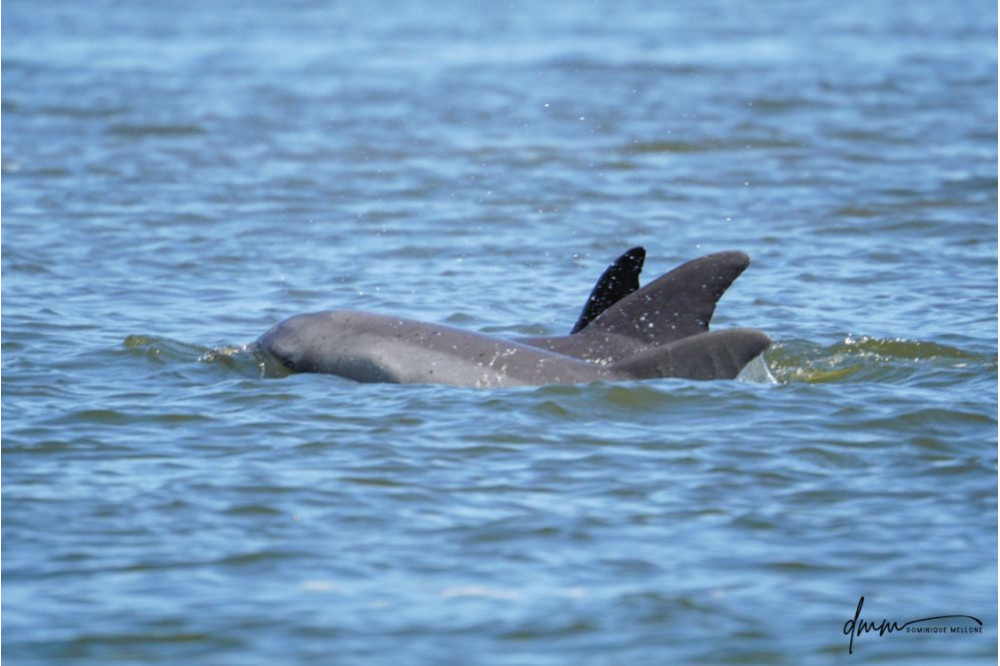 Bottlenose Dolphin- Pod 4