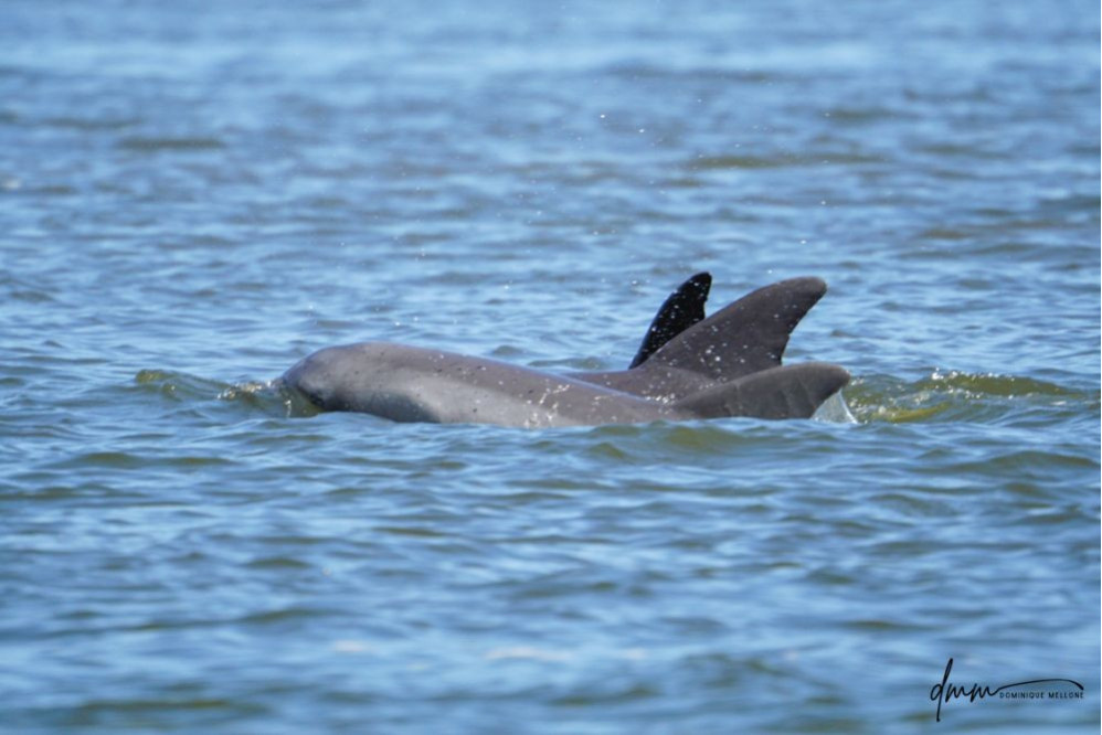 Bottlenose Dolphin- Pod 4