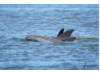 Bottlenose Dolphin- Pod 4