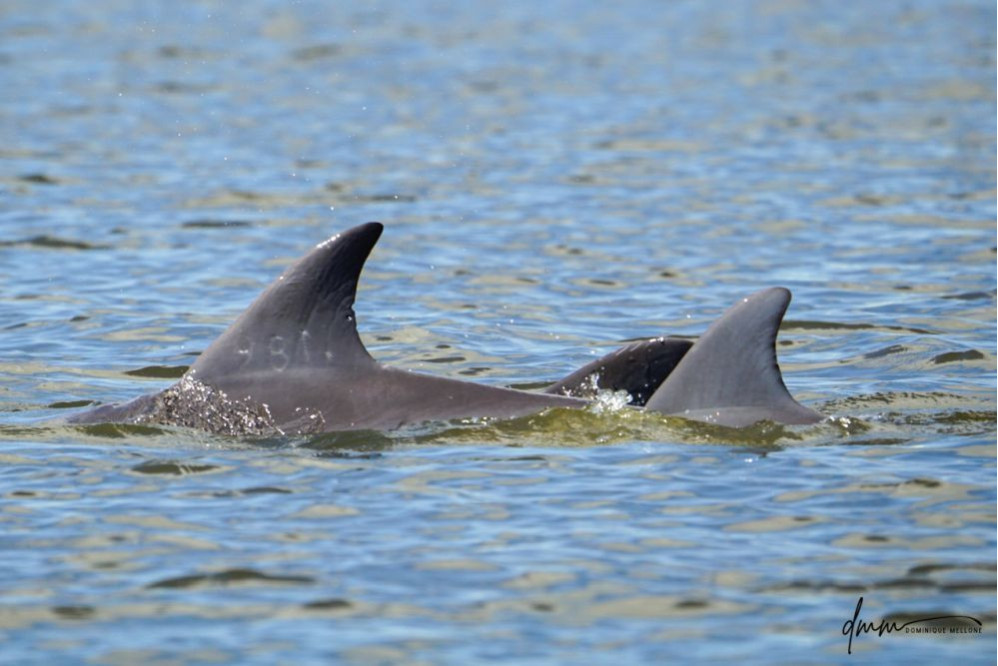 Bottlenose Dolphin- Pod 5