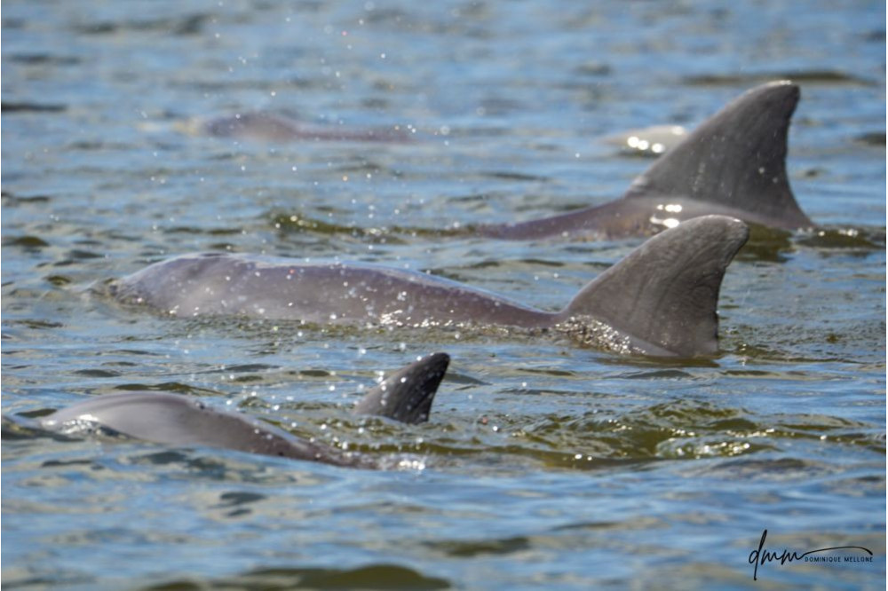 Bottlenose Dolphin- Pod 6