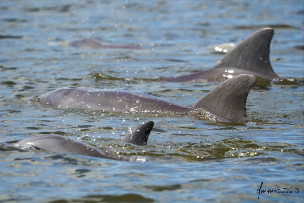 Bottlenose Dolphin- Pod 6