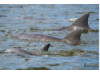 Bottlenose Dolphin- Pod 6