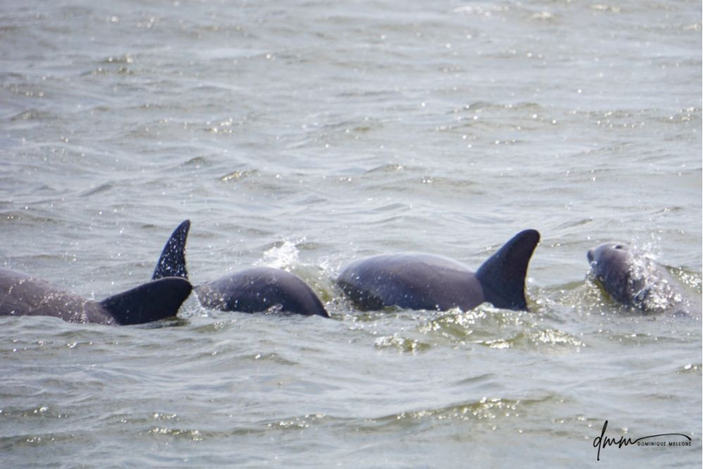 Bottlenose Dolphin- Pod 7