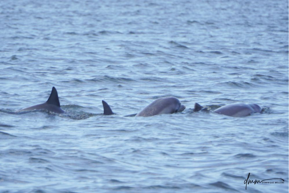 Bottlenose Dolphin- Pod 8