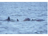 Bottlenose Dolphin- Pod 8