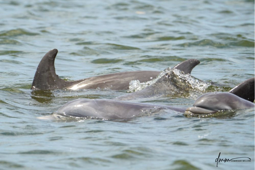 Bottlenose Dolphin- Pod 9