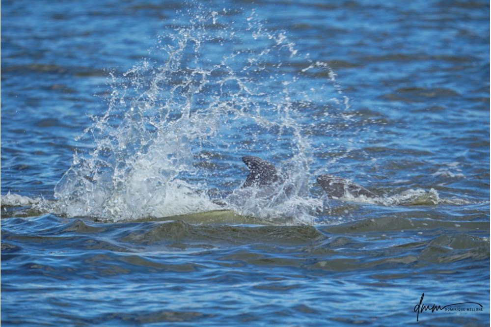 Bottlenose Dolphin- Splash 1