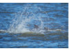 Bottlenose Dolphin- Splash 1