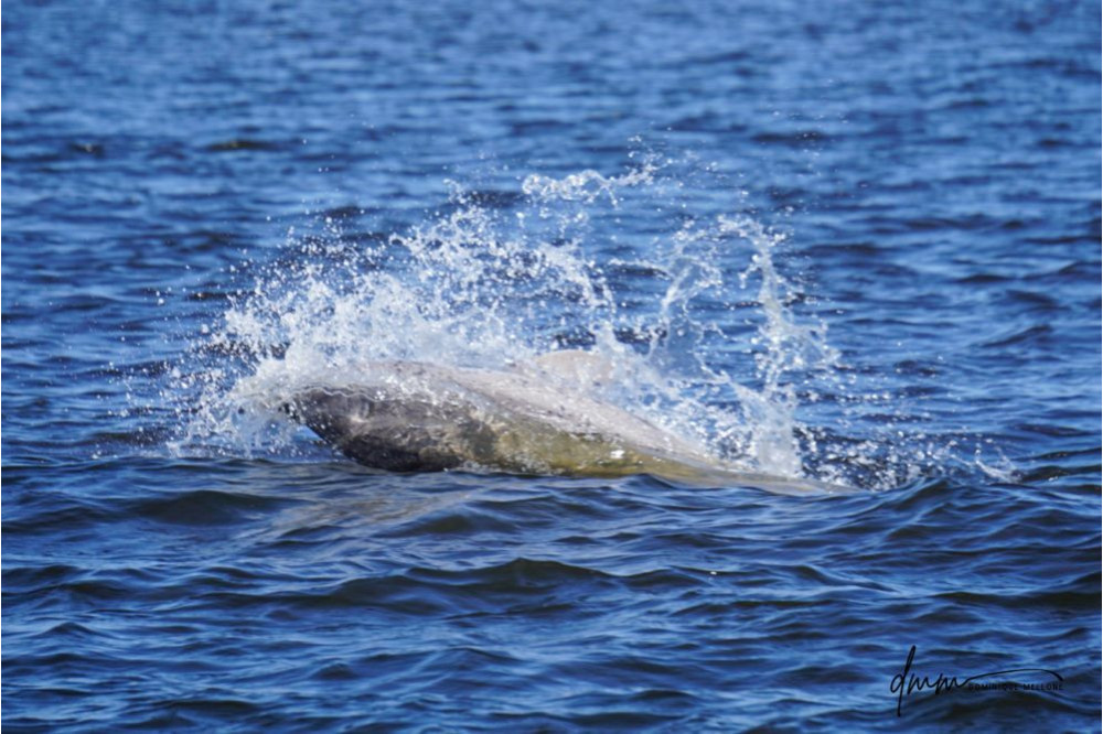 Bottlenose Dolphin- Splash 2