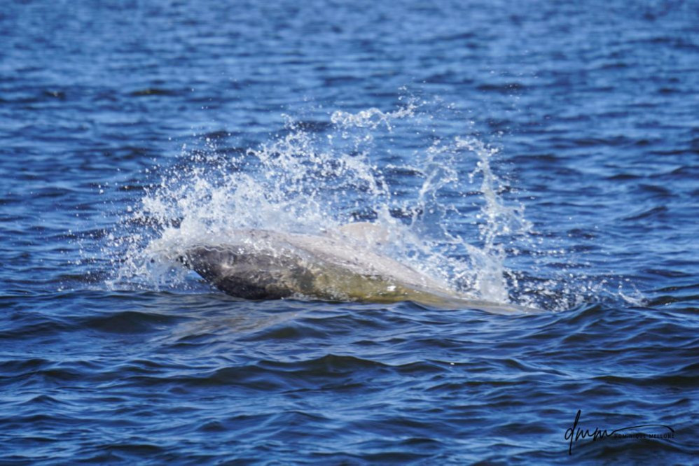 Bottlenose Dolphin- Splash 2