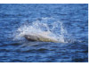 Bottlenose Dolphin- Splash 2