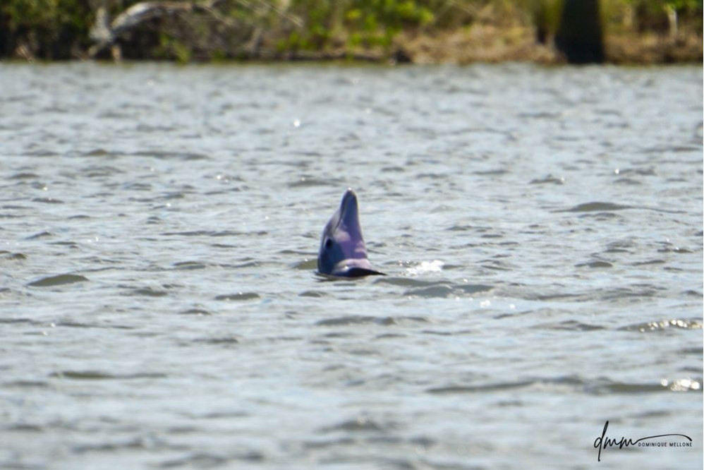 Bottlenose Dolphin- Spyhopping 1
