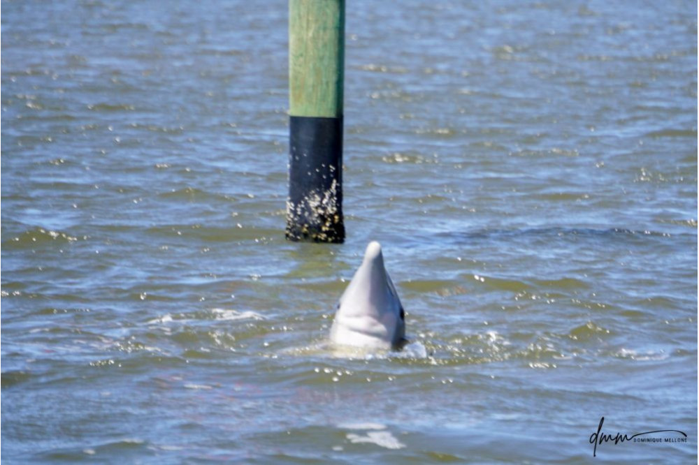 Bottlenose Dolphin- Spyhopping 2
