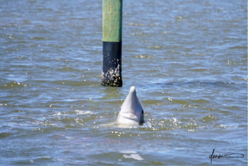 Bottlenose Dolphin- Spyhopping 2
