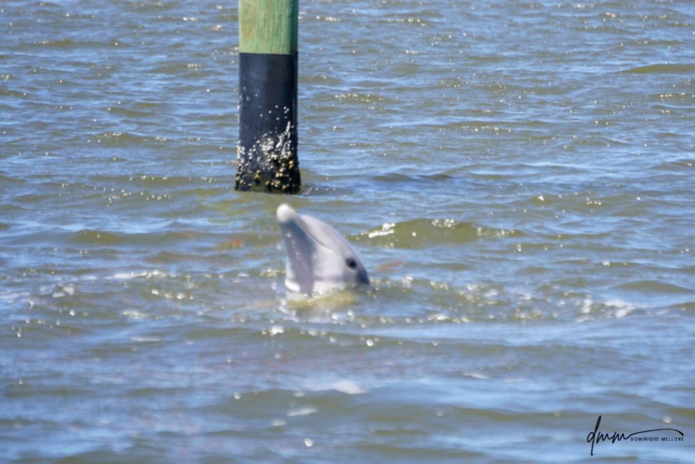 Bottlenose Dolphin- Spyhopping 3