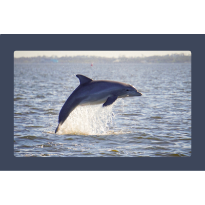 Bottlenose Dolphins