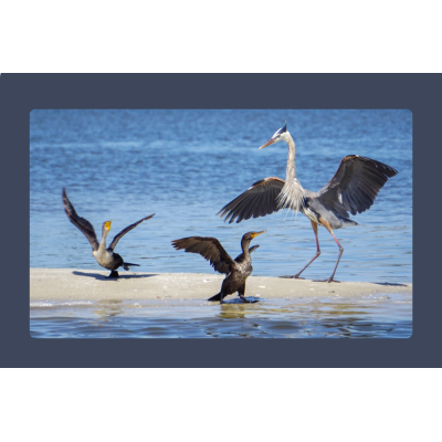 Birds