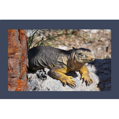 Reptiles