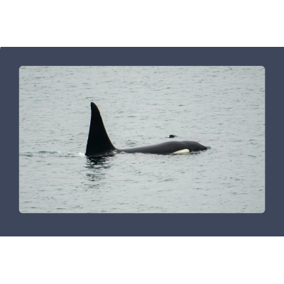 Orcas