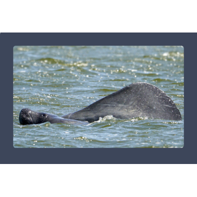 Manatees