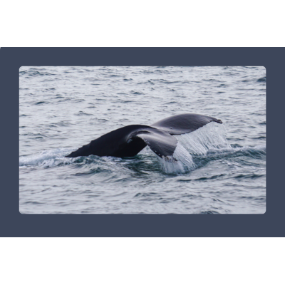 Baleen Whales