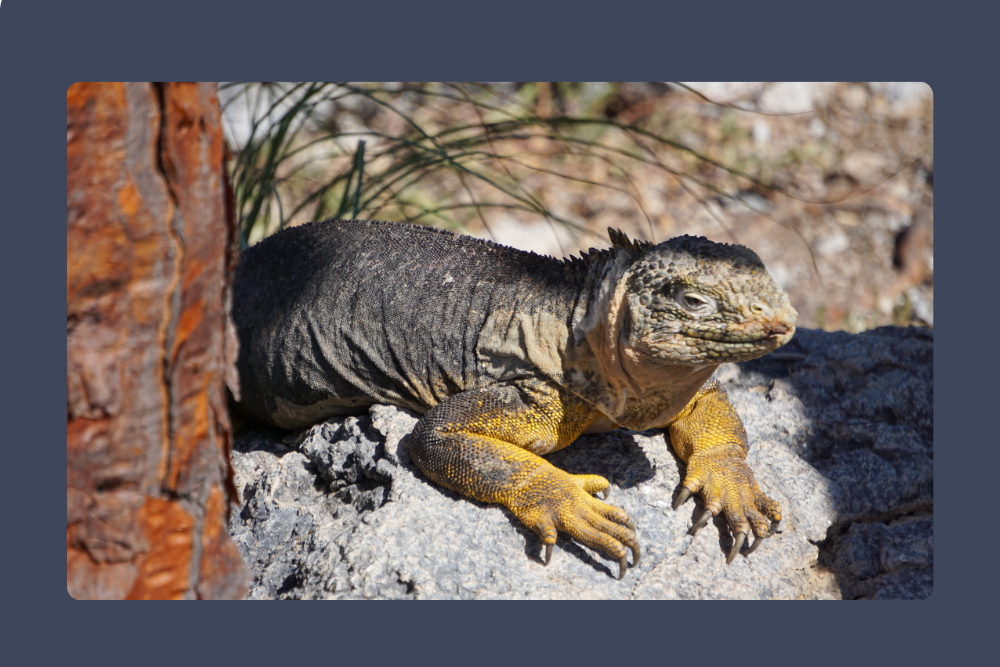 Reptiles