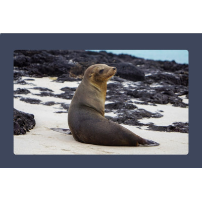 Sea Lions