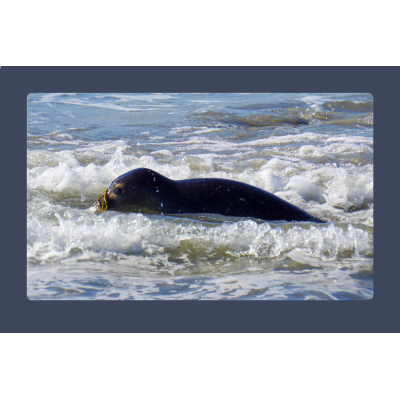 Seals