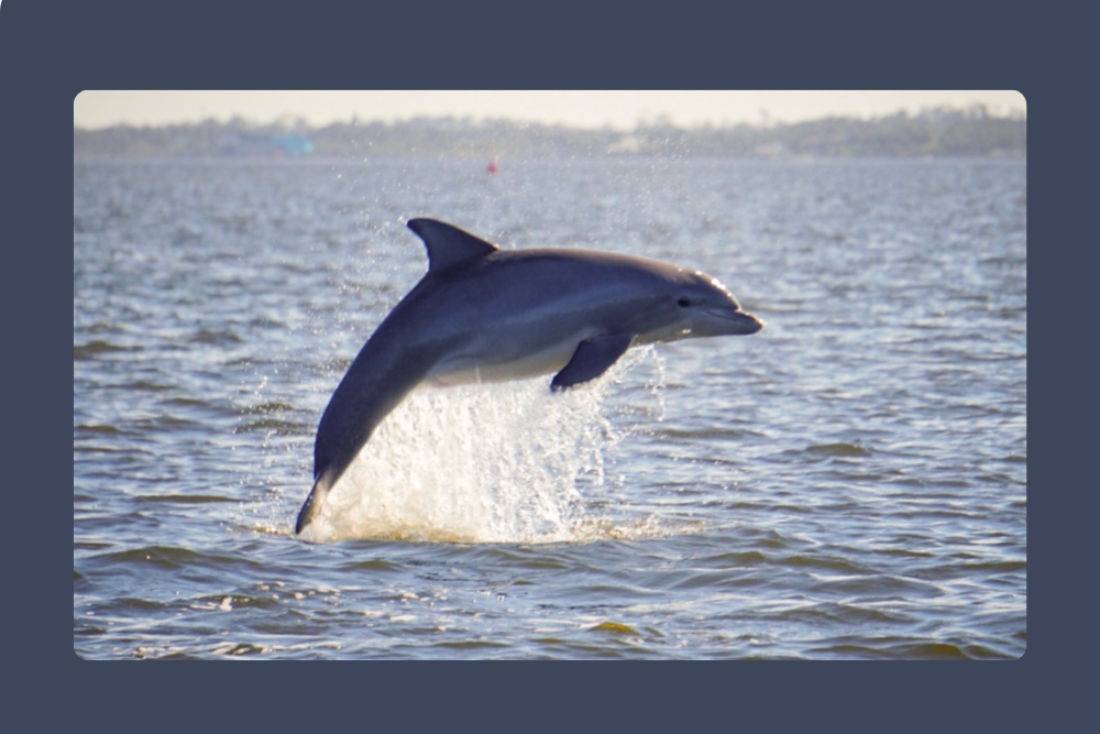 Bottlenose Dolphins