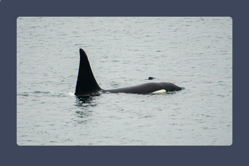 Orcas