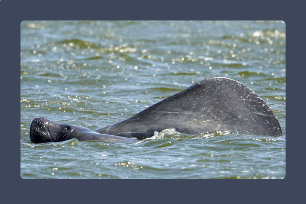Manatees