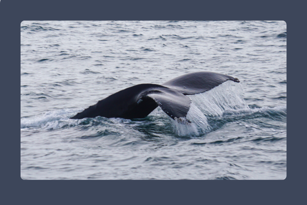 Baleen Whales