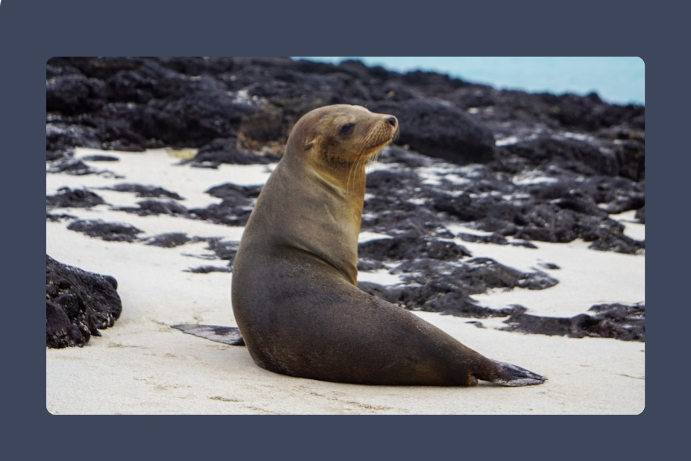 Sea Lions