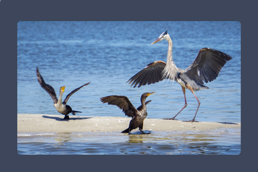 Birds